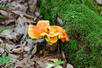 A vibrant orange shelf mushroom grows on a moss-covered tree trunk, contrasting with the dry leaves...