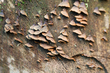 Numerous shelf fungi grow on the cut surface of an old tree, creating an interesting texture. The...