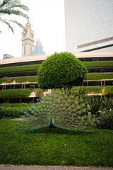 Peacock displaying vibrant tail feathers in urban setting