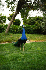 Elegant peacock adding color to a quiet park scene.