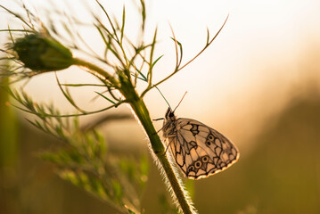 Motyl szachownica polowiec na łące, tło natury.  © Elżbieta Kaps