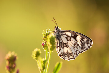 Motyl szachownica polowiec na łące, tło natury.  © Elżbieta Kaps