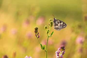 Motyl szachownica polowiec na łące, tło natury. 