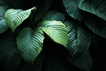 Dark Green Tropical Leaves Texture Background