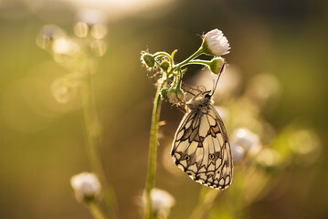 Motyl szachownica polowiec na łące, tło natury.  © Elżbieta Kaps