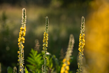 Żółte kwiaty rzepik pospolity na łace.  © Elżbieta Kaps