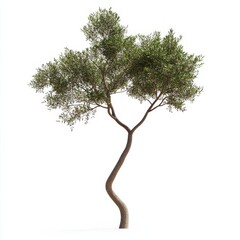 Fototapeta premium Solitary Tree with Curved Trunk Isolated Against White Background