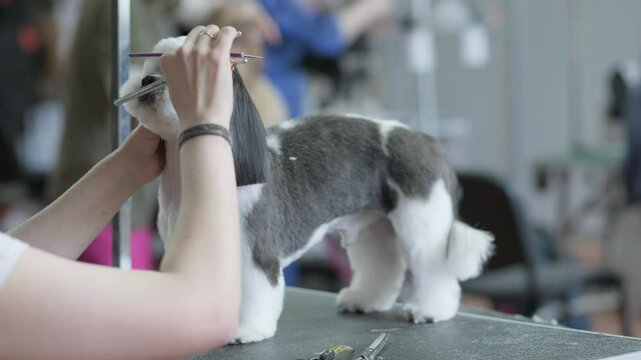 The dogThe dog master uses scissors and a comb to cut the dog's shitzu on the grooming table master uses scissors and a comb to cut the dog's shitzu on the grooming table.