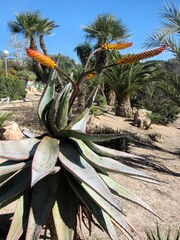 red hot poker aloe in flower