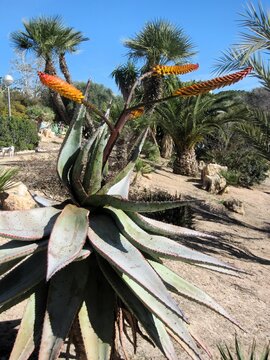 red hot poker aloe in flower