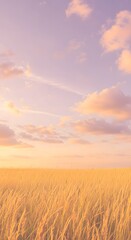 Fototapeta premium Golden Wheat Field at Sunset Serene Landscape Photography