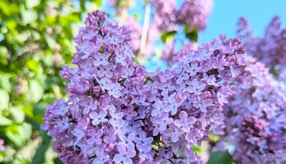Lilac inflorescence. The flowers have a delicate purple-lilac hue. Each flower consists of four...