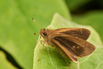 Macro moth resting on green leaf