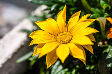 Yellow Gazania or Treasure flower in full bloom, Gazania rigens splendens. Copy space