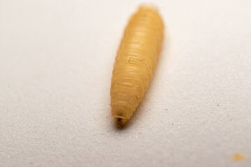 Fleshfly