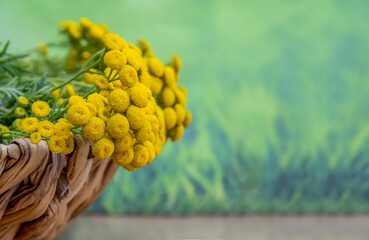 a bottle of tansy essential oil, exuding a tart, intoxicating aroma.