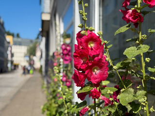 Pink hollyhock Alcea rosea flower growing on urban street in Hamburg Altona