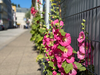 Pink hollyhock Alcea rosea flower growing on urban street in Hamburg Altona