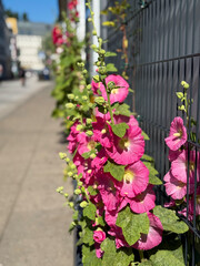 Pink hollyhock Alcea rosea flower growing on urban street in Hamburg Altona