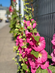 Pink hollyhock Alcea rosea flower growing on urban street in Hamburg Altona
