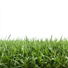 Fototapeta premium Vibrant Color of Fresh Green Grass in Natural Outdoor Setting