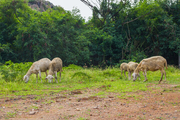 herd of sheep in field
