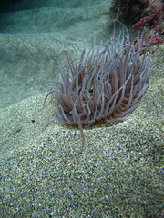 Anemone in the sand, Lanzarote