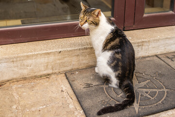 Street cat sits by the glass door. Urban animal life, quiet observation, and waiting moment.
