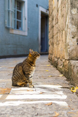 Tabby cat watching on stone wall