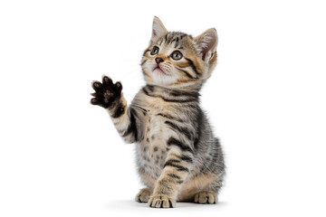 Obraz premium Cute tabby kitten isolated on white background raising its paw