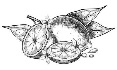 Vintage vector illustration of Lemon with slices and flowers. Botanical linear drawing of Citrus fruits with leaves and seeds for packaging, recipes, or skincare branding. Etching for cooking recipe.