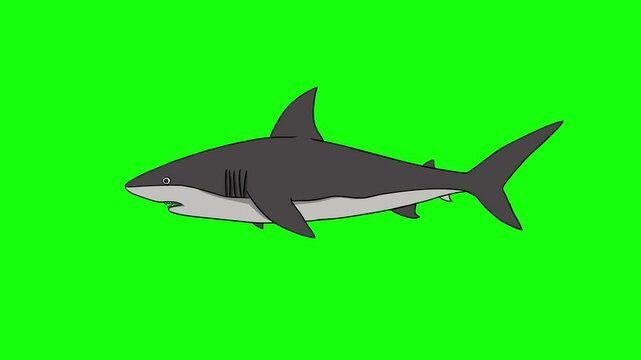 Shark Swimming In The Sea Isolated