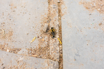 Close-up of a bee resting on textured stone surface. Environmental fragility, insect life, and...
