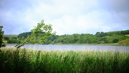 summer landscape with lake