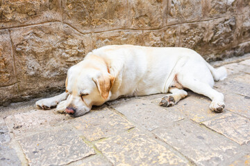 Golden Labrador lying on sunlit stone pavement near outdoor cafe. Relaxed pet, warm weather and peaceful street moment.