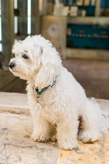 Fluffy white dog resting near shop entrance on warm stone floor. Calm pet moment, cozy urban atmosphere, and friendly local charm.