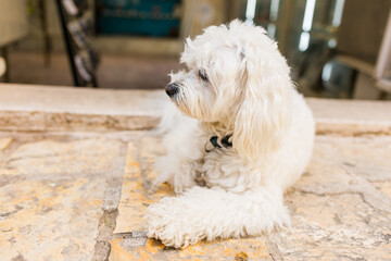 Fluffy white dog resting near shop entrance on warm stone floor. Calm pet moment, cozy urban atmosphere, and friendly local charm.