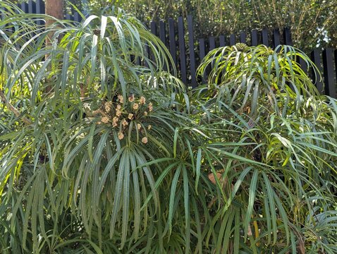 Long leaves  and white flowers of miagos bush (Osmoxylon lineare)