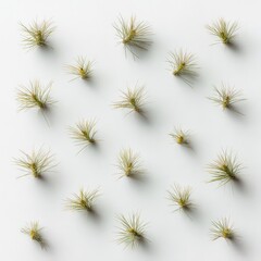 Obraz premium Minimalist Arrangement of Green Grass Sprouts on a White Background for Nature and botany themes in Modern Design and Artistic Photography