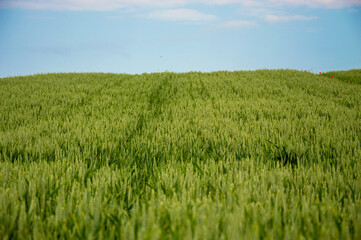 Green wheat plants fill the landscape, creating a vast field that rolls gently toward the horizon...