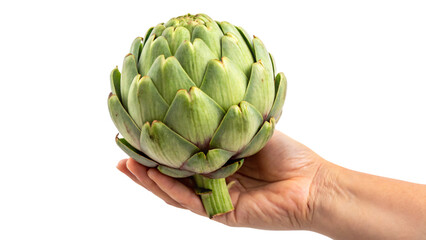 Fototapeta premium Hand holding a fresh, green artichoke isolated on white, a healthy organic vegetable