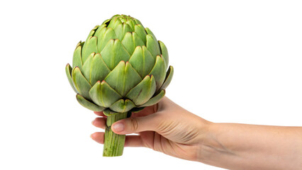 Fototapeta premium Hand holding a fresh, green artichoke isolated on white, a healthy organic vegetable