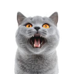 A playful gray cat with bright orange eyes is joyfully meowing. showcasing its cheerful expression against a clean white background. perfect for pet-related content or advertising