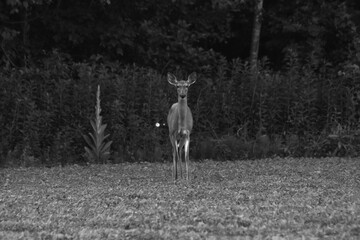 La Plaine 22 Juin 2025 - N&B