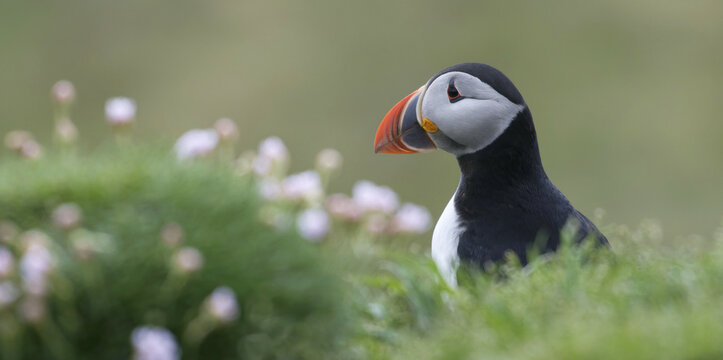 Puffins on Lunga, Treshnish Isles, Scotland