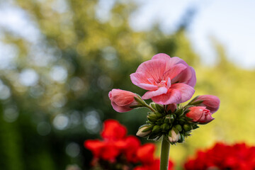 Single pink geranium flower in sharp focus against a soft bokeh background and red blooms, illustrating contrast and floral elegance in garden setting