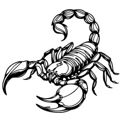 scorpion vector illustration