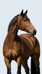 Obraz premium Beautiful brown horse isolated on white blue background