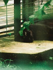 Panthère noire élégante 