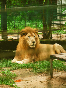 Lion majestueux